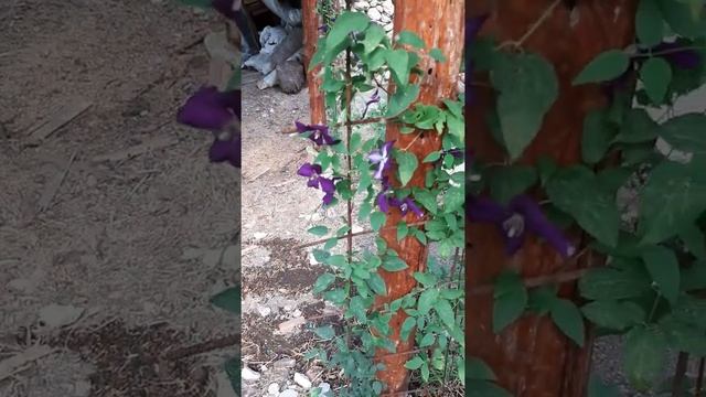 Клематиси Polish Spirit / Полиш Спирит и Margaret Hunt /Маргарет Хънт