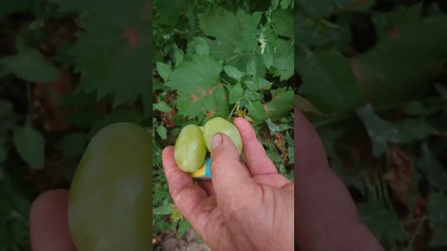 Василиса Прекрасная - виноград селекции Калугина Виктора. Теплова Татьяна +380956118435