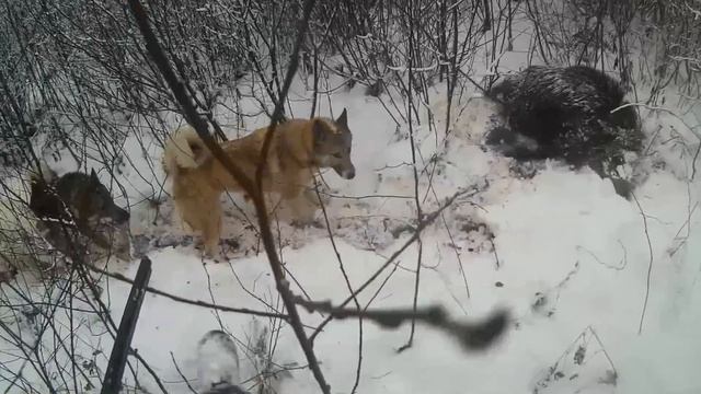 Охота с лайками на копытных | Архив