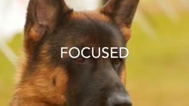 Fancy Iggy Azalia  featuring Enzo the German Shepherd Dog