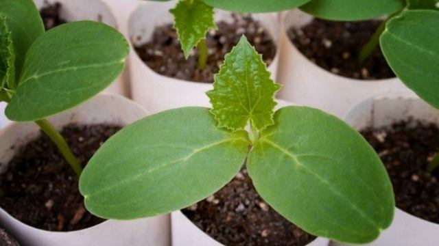 А вы знаете почему огурцы дают плохой урожай?