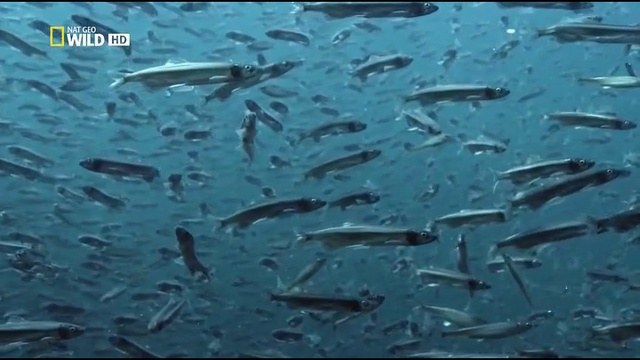 Дикая Канада. Вечная целина (ч.1)