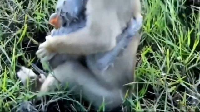 Потеряшка. История про обезьянку со счастливым концом