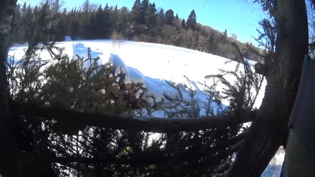 Лабаз на лису с привадой . Охота на лису.