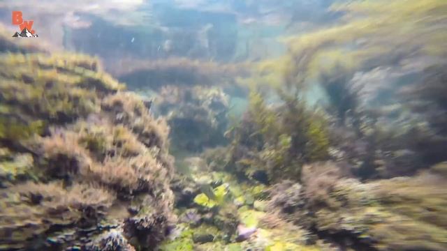 СОЗДАЕМ ПРИЛИВНОЙ АКВАРИУМ / Койот Питерсон на русском