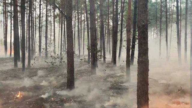 ВЛОГ: ПОПАЛИ в ЛЕСНОЙ ПОЖАР. Спасаем лес. видео из центра пожара.