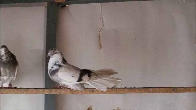 Сельские голуби. 03 01 2022 год село Донское, Николаевские сизые, в гостях у Вячеслава.