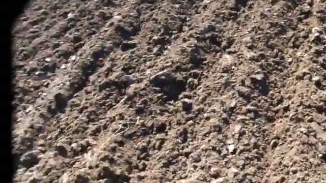 Т 25 самодельный окучник в работе