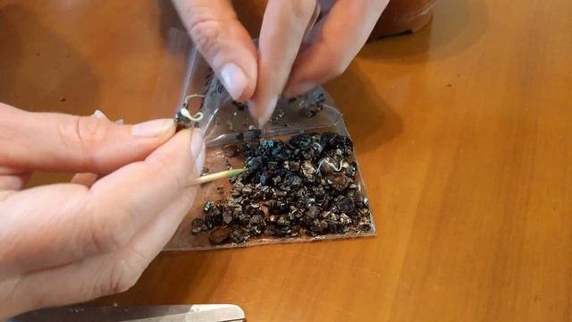 Лилии мартагоны, посадка семян.