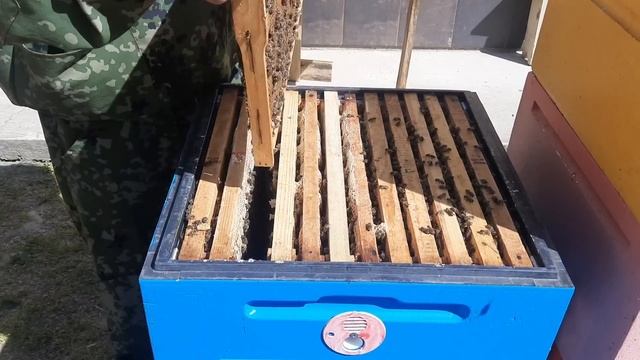 Как Сохранить Неплодных Маток.Двухматочное Содержание Пчёл.