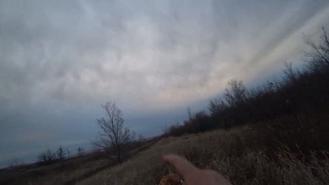 Охота на зайца с Русскими гончими 2023г №5