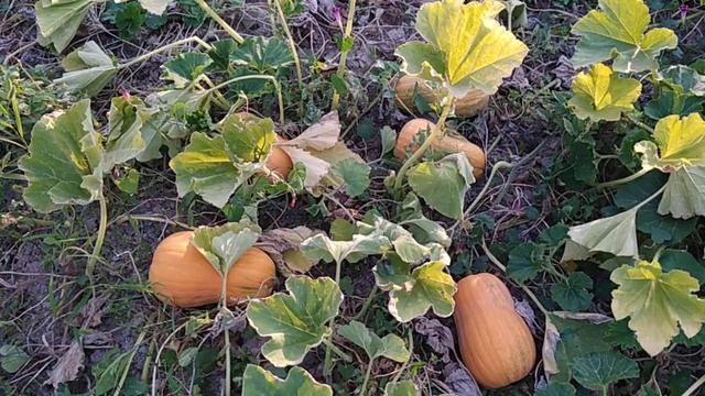 Тыква мускатная «ЯПОНКА»