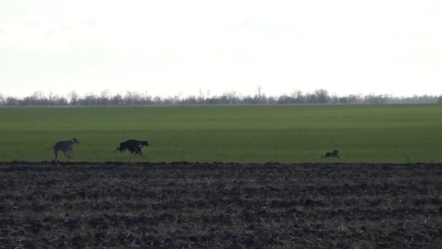 Охота с салюки и грейхаундами на зайца русака .Без трофеев не остались)