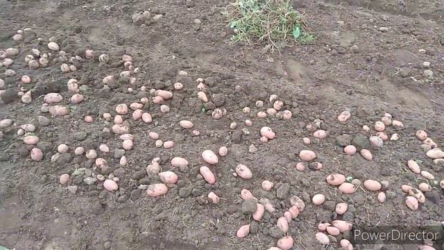 Самодельная двухрядная картофелекопалка для трактора Т-25 снова в работе. Урожай 2020