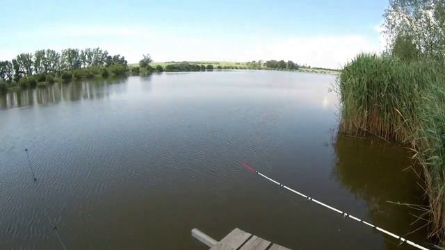 Ловля белого амура летом