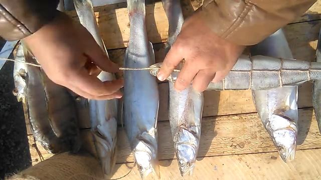 Как обвязать рыбу перед горячим копчением