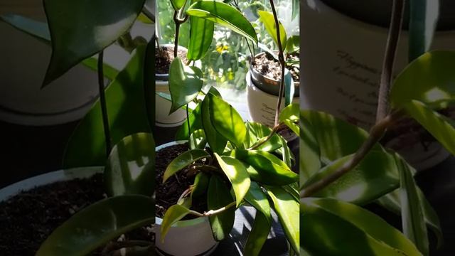 Хойя. Цветение и уход. Хойя Карноза.