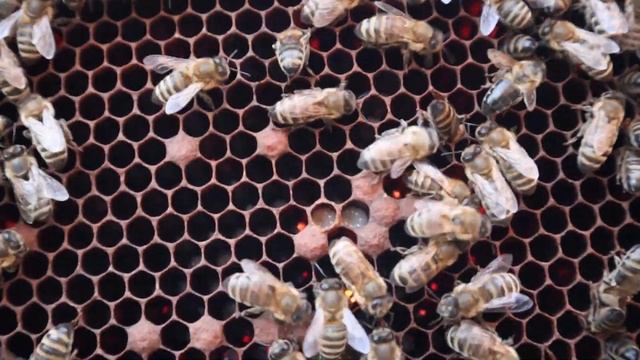 8 Ноября матка сеет, сборка гнезда в зиму.