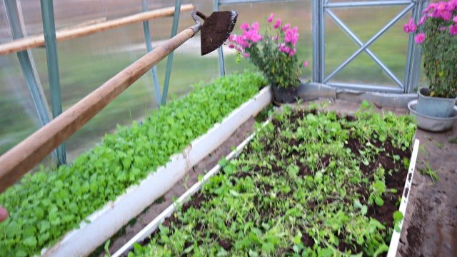 Супер способ как повысить урожайность томатов потратив всего 100р весной в апреле.