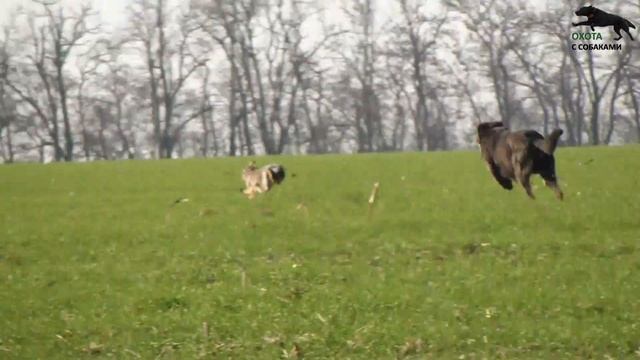 ХОРТАЯ БОРЗАЯ ПРЕСЛЕДУЕТ ВОЛКА В ОДИНОЧКУ. Охота с собаками на зайца. 20 часть. 2022-2023
