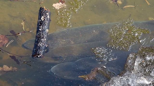 Когда посленерестовый жор щуки? Когда нерест щуки? Когда преднерестовый жор щуки?