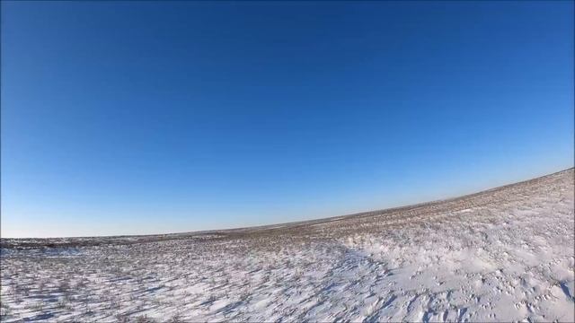 ПОКА ЗАГОНЯЛ, ЕГО ОБОДРАЛИ! охота на волка hunting wolves