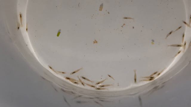 Мальки креветок Амано. Разведение креветок Амано.