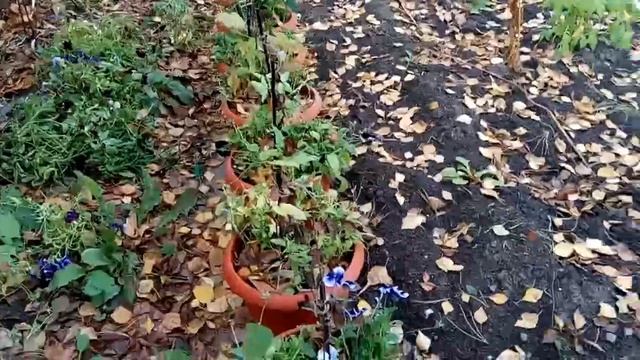 Как сохранить зимой розы, клематисы и гортензии в горшках