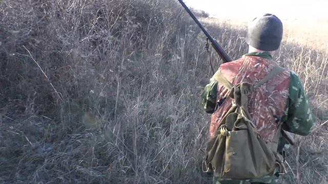 Охота на фазана. Охота с лайками. Много фазана, в камишах полно фазанов! Охота с собакой на фазана.