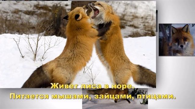 Презентация для 2 класса: Животные зимой