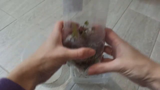 Черенкование клематиса осенью