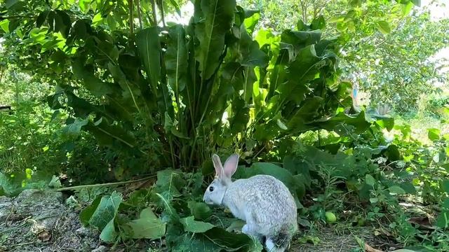 ВАРЕНЬЕ ИЗ МОРКОВИ С ЛИМОНОМ Азербайджанская Кухня Деревенская Кухня Рецепты