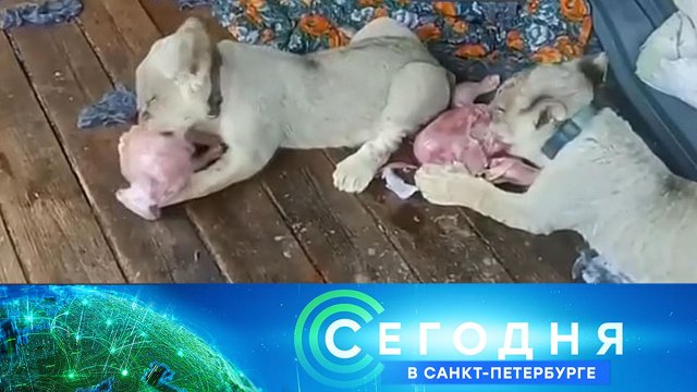 «Сегодня в Санкт-Петербурге»: 15 августа 2024 года