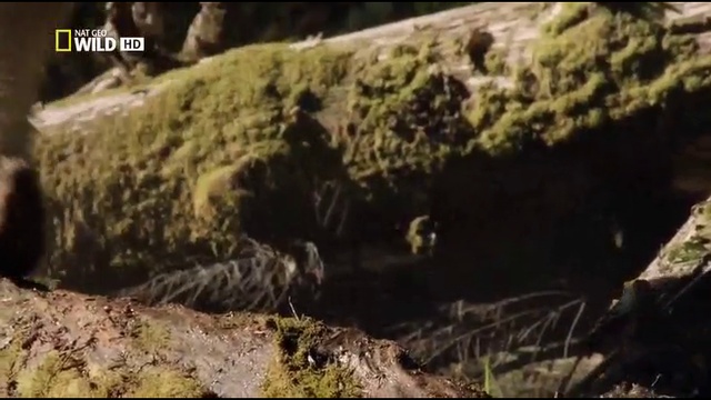 Дикая Канада. Вечная целина (ч.4)