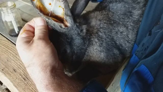 Как вылечить кроликов от ушного клеща