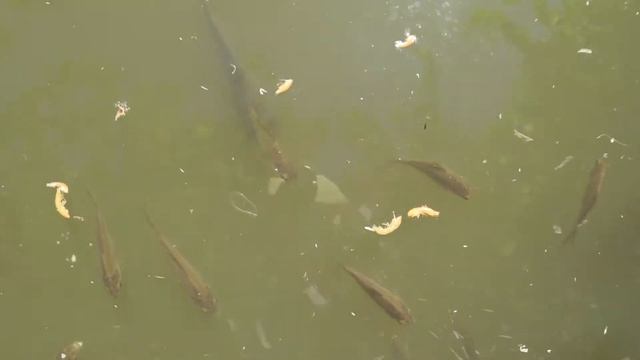 КОРМЛЕНИЕ КАРАСЕЙ В ПРУДУ / ЧЕМ КОРМИТЬ РЫБ ?