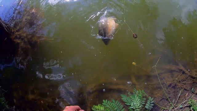 Рыбалка из детства. Ловля КРУПНОГО карпа на РЕЗИНКУ #рыбалка#familyfishing#карп#РЕЗИНКУ#