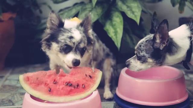 СОФИ и ЭЙВАН ПОРУГАЛИСЬ ЗА АРБУЗ! СЕРДЦЕ В ПОСЫЛКЕ, МИША и ПОКЕМОН ЮМИ ЧУ СМОТРЯТ ВИДЕО