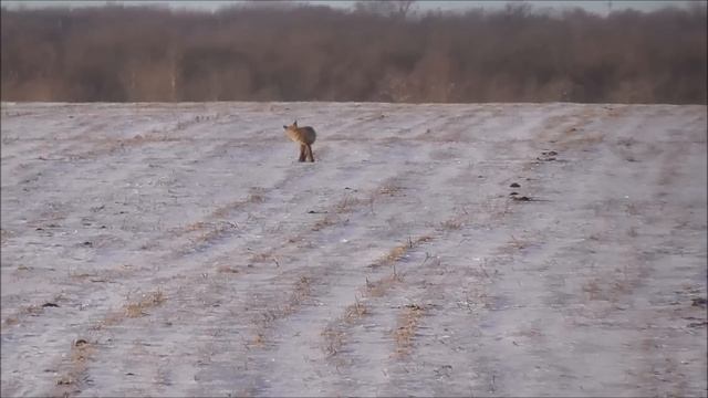 Очередная охота на лисиц. Санитарный отстрел, такую лису мы еще не видели....18+