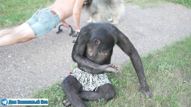 ДИКИЙ КОММЕНТ про ИЗБИЕНИЕ ОБЕЗЬЯНЫ! О садистах, дрессировщиках и тренировках с шимпанзе