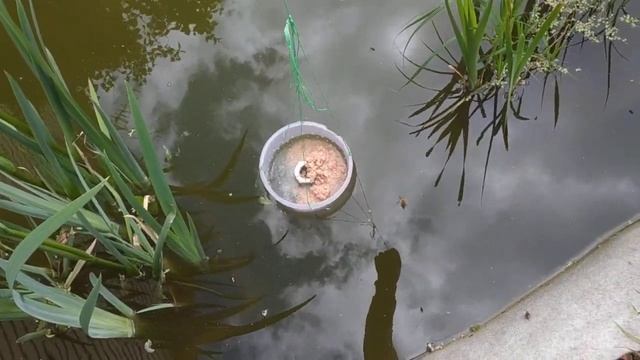 Самодельная кормушка для карасей в мой пруд