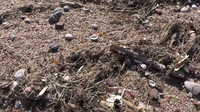 Коп в лесу и на Бальге. Восточная Пруссия.