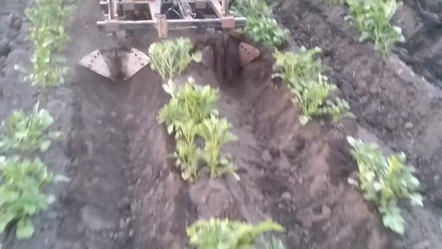 правильные окучники,второе окучивание ушастыми!