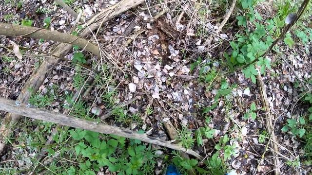 РЯДОВКА МАЙСКАЯ ХОТЬ КОСОЙ КОСИ.