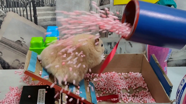 Полоса препятствий с ловушками для сирийского хомячка