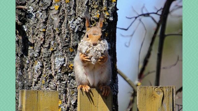 Рассказ о белке