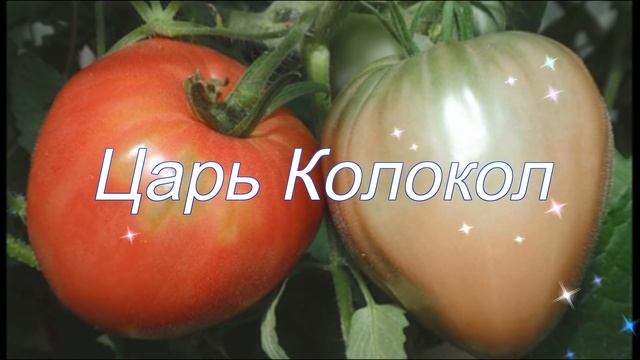 Крупные томаты для открытого грунта. Мои любимые сорта!!