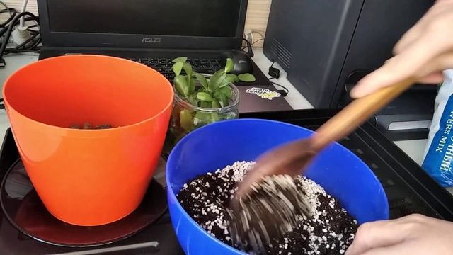 Сажаем декабрист правильно.