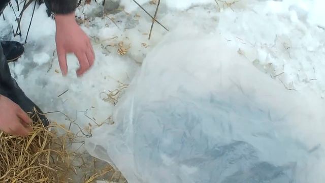 Дедовский способ ловли вьюна зимой