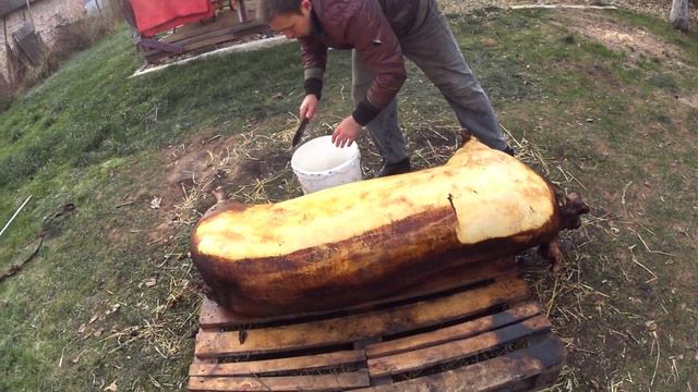 Опаливаем свинью двойным осмолом соломой для нежного сало,осмол разделка крупной белой свиньи